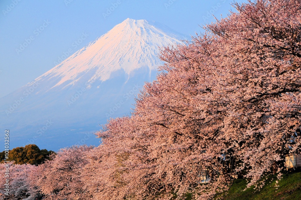 Fototapeta premium 富士山と龍巌淵の満開の桜