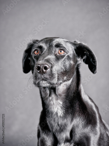 black dog (65)