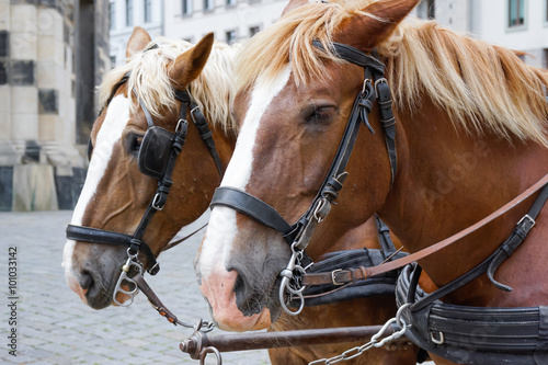Pferd bzw. Pferdegespann, Zweispänner vor einer Kutsche