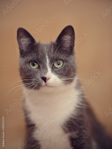 Portrait smoky-gray cat.