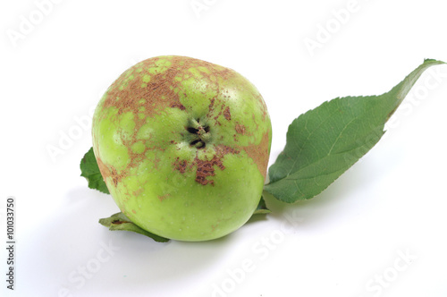 Powdery Mildew of Apple - Podosphaera leucotricha 