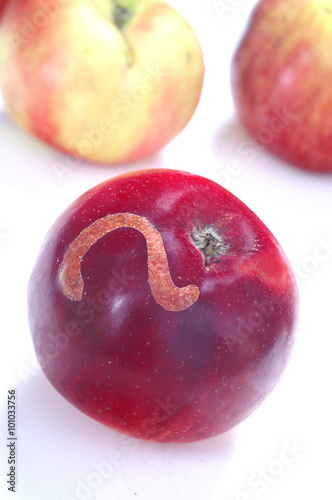 Hoplocampa testudinea - apple sawfly 