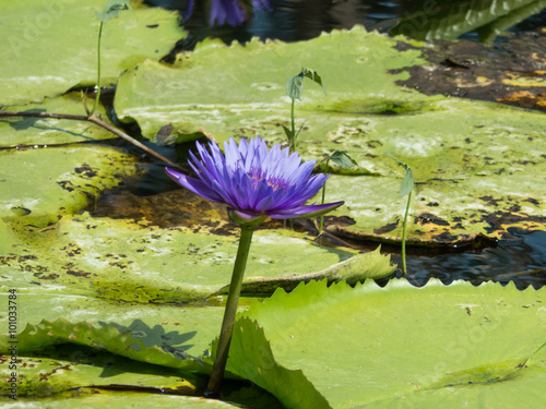 Violet Lotus blur background photo