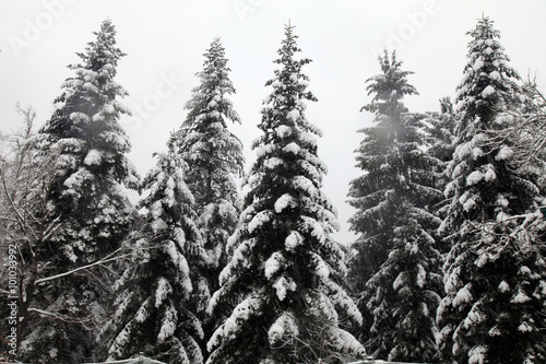  winter forest in snowfall