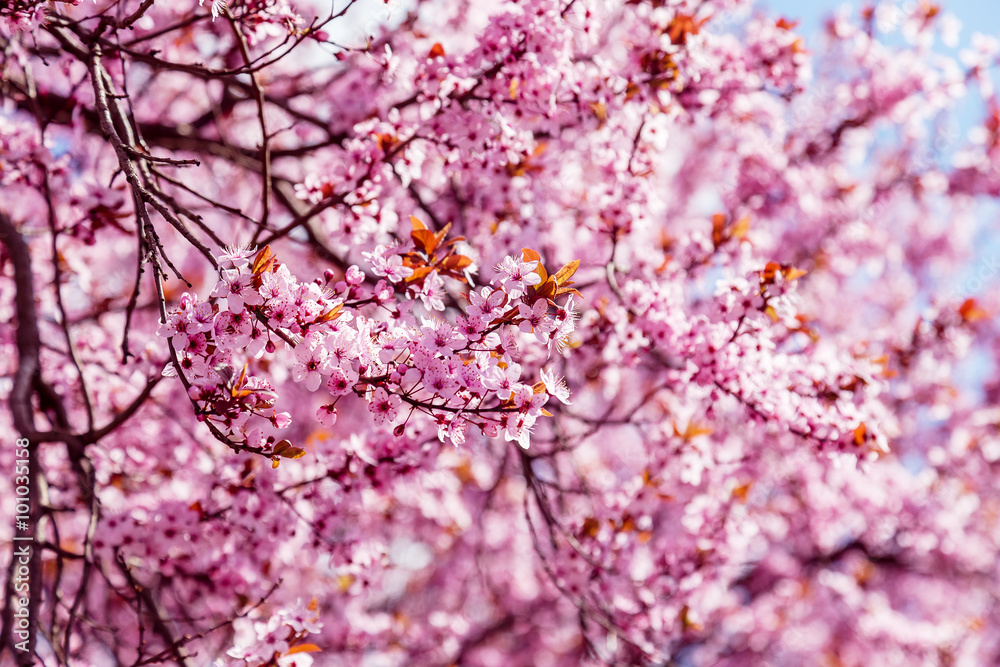 Pink blossoming magnolia tree on a blue sky background Pink blossoming magnolia tree on a blue sky background