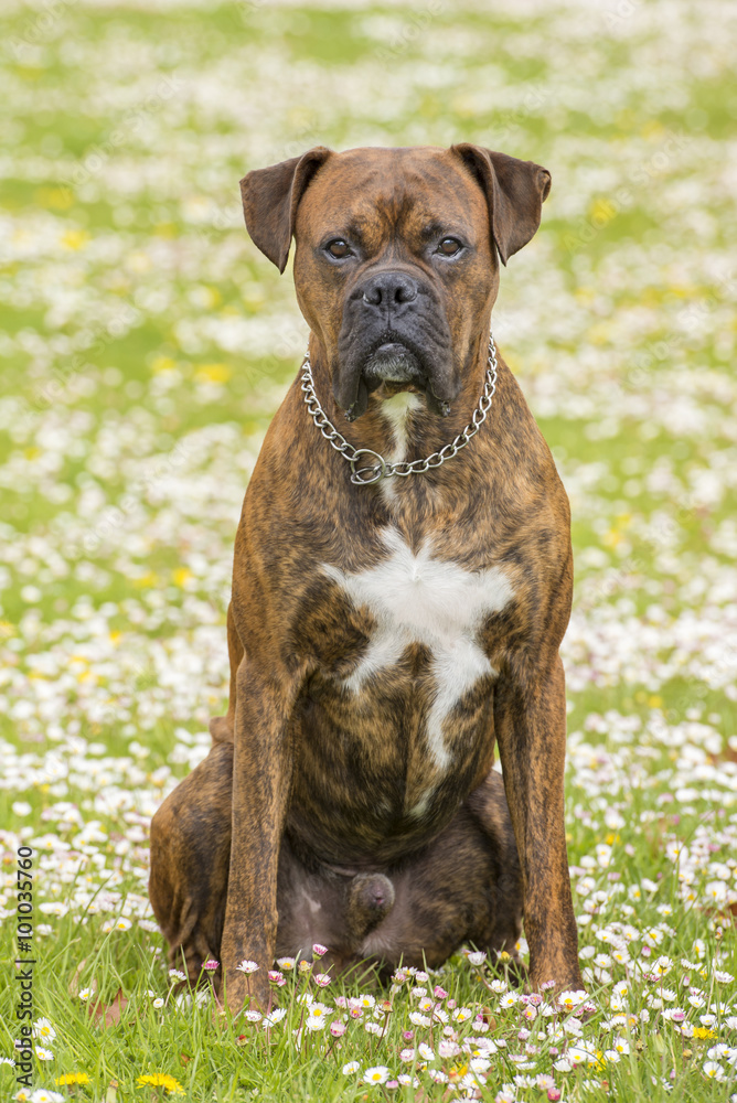 Boxer dog in the park Boxer dog in the park