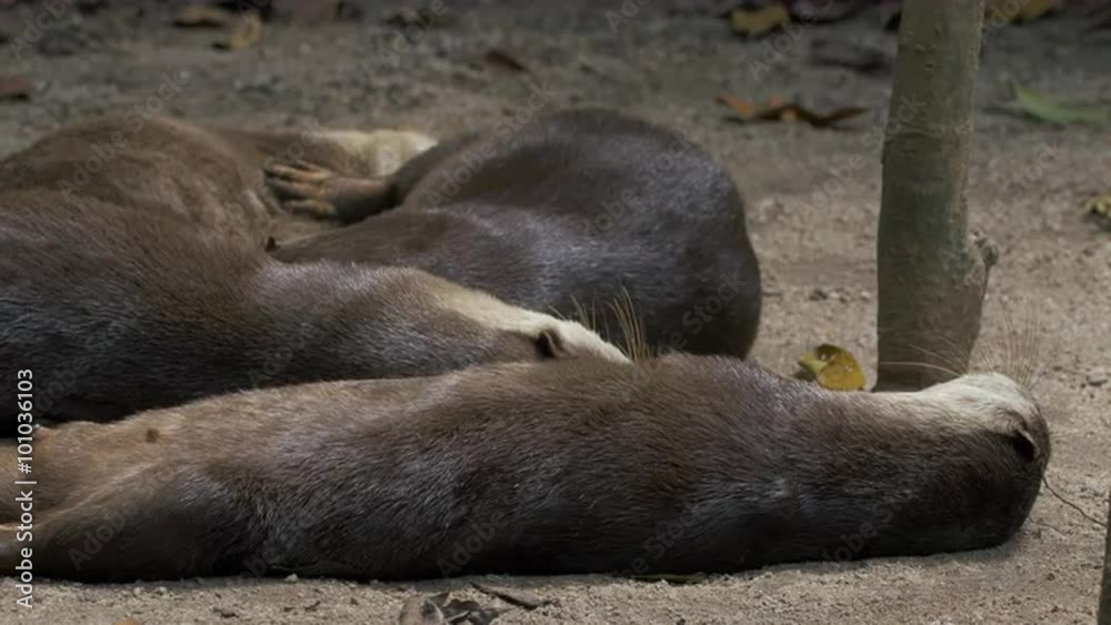 Asian small-clawed otters. Native to Bangladesh, Burma, India, China, Taiwan, Laos, Malaysia, Indonesia, Singapore, the Philippines, Thailand, and Vietnam. Asian small-clawed otters. Native to Bangladesh, Burma, India, China, Taiwan, Laos, Malaysia, Indonesia, Singapore, the Philippines, Thailand, and Vietnam.