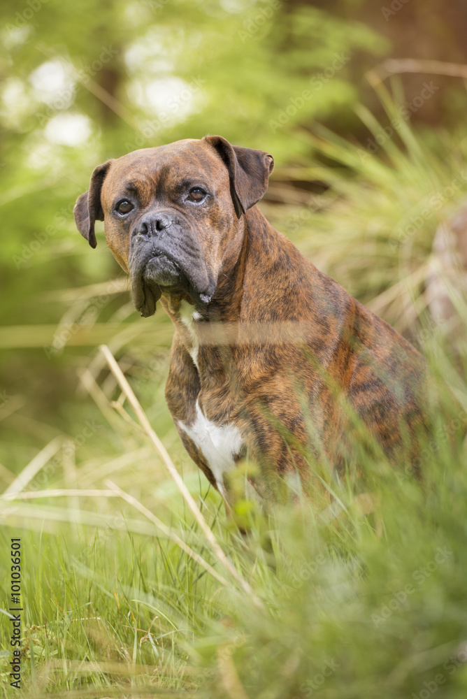 Portrait of a boxer dog sitting in nature. Vertical.