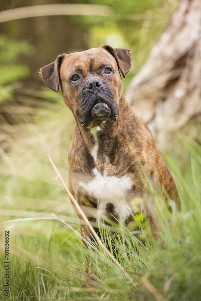 Boxer dog in the forest