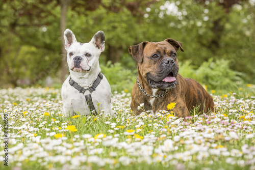 Boxer and bulldog lying in the park on a field of daisies. Friendship concept. Horizontal