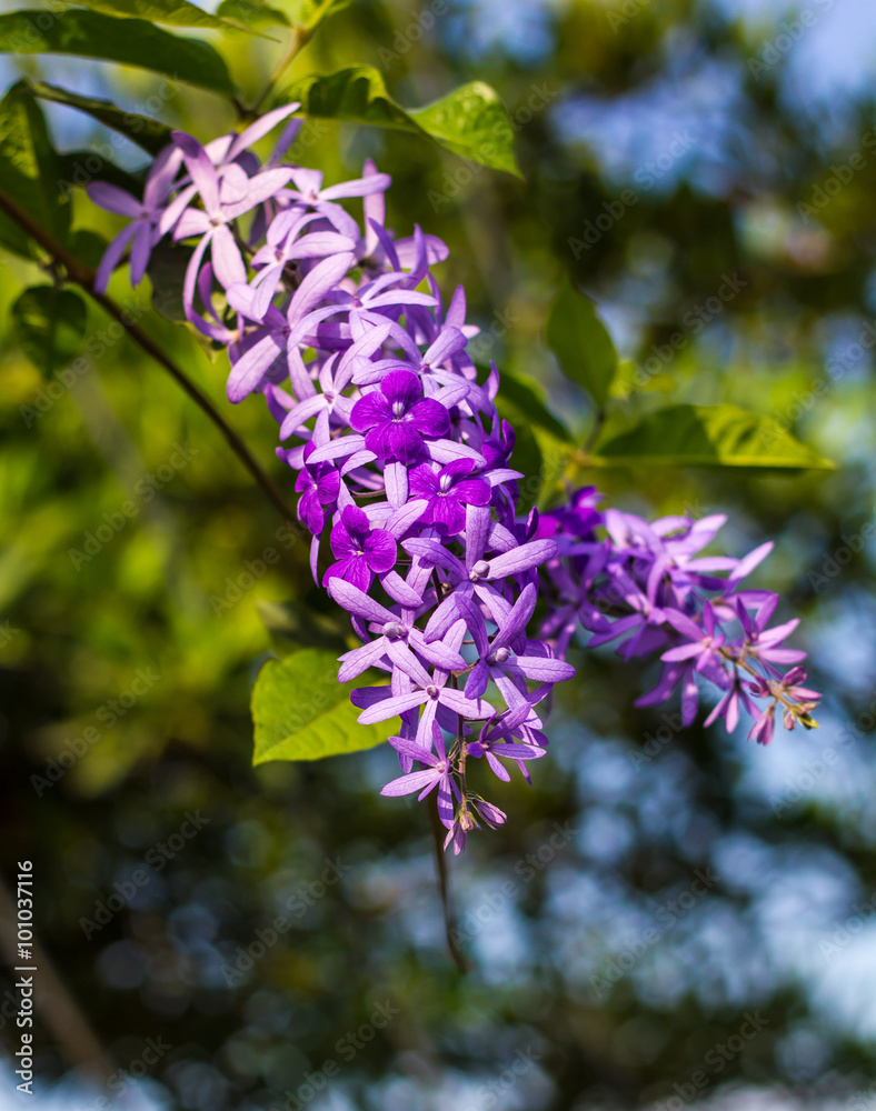 Obraz premium Petrea, kohautiana beautiful.