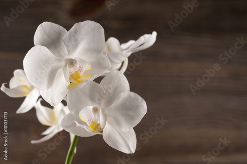 Orchid flower over wooden background.