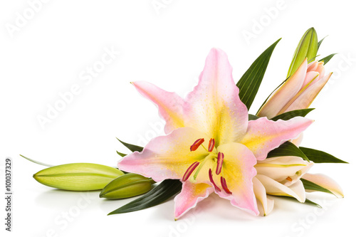Fototapeta Naklejka Na Ścianę i Meble -  Pink lilies.