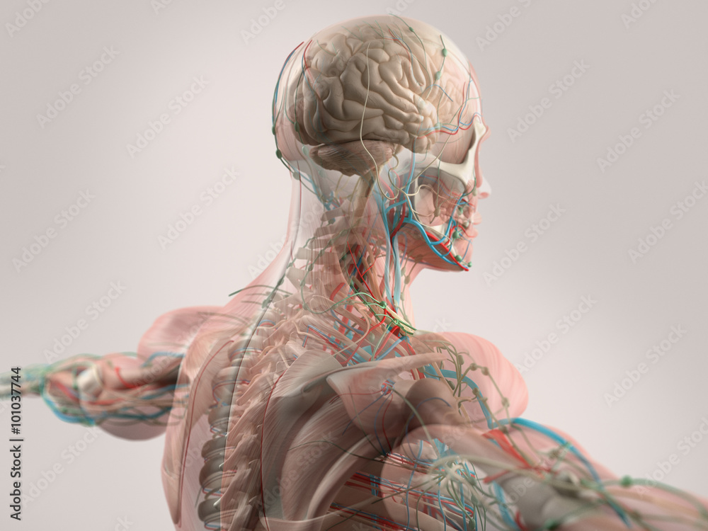 Human Anatomy Showing Face Head Shoulders And Back Muscular System Bone Structure And Vascular System Stock Illustration Adobe Stock Human Anatomy Showing Face Head Shoulders And Back Muscular System Bone Structure And Vascular System Stock Illustration Adobe Stock