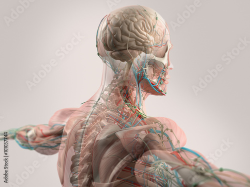 Human anatomy showing face, head, shoulders and back muscular system, bone structure and vascular system. photo