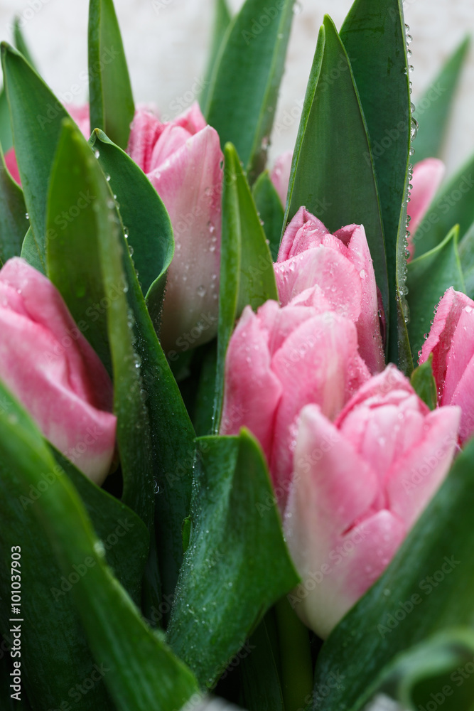 Pink tulip background Pink tulip background