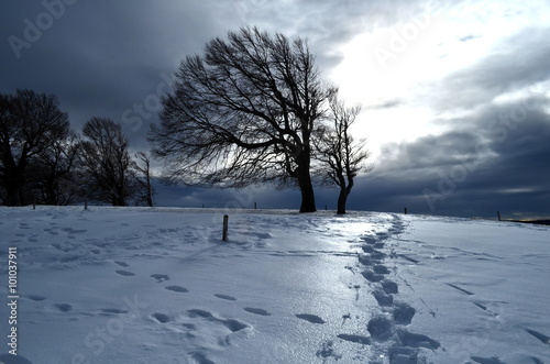 Windschiefe Bäume im Schnee photo