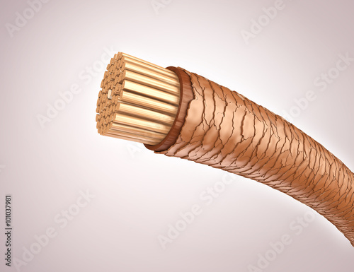 Tableau sur toile Trockenes, strapaziertes Haar: Querschnitt 3D-Illustration