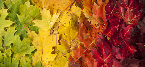 Konstfotografi Gradient of Fall Colored Maple Leaves