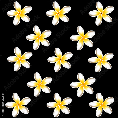 plumeria frangipani flowers  black background pattern vector