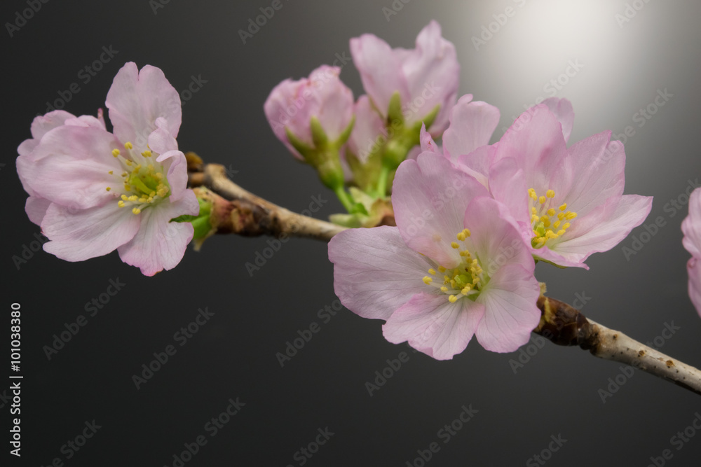 Obraz premium keiouzakura; a kind of sakura(cherry blossom) which blooms in early spring