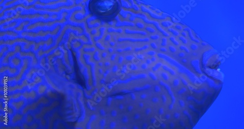 Aluterus Scriptus, Scrawled Filefish Closeup photo