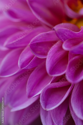 Flower Closeup © Aurelio
