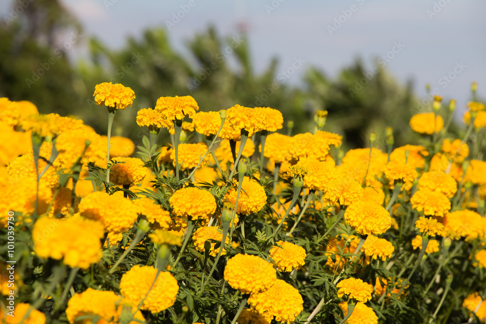 Obraz premium Marigold in field