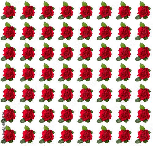 red  rose   valentine