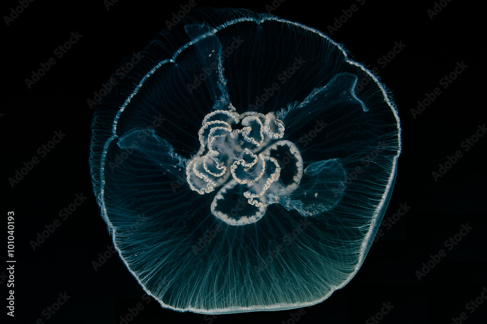 Fotografie Aurelia jellyfish in the deep.