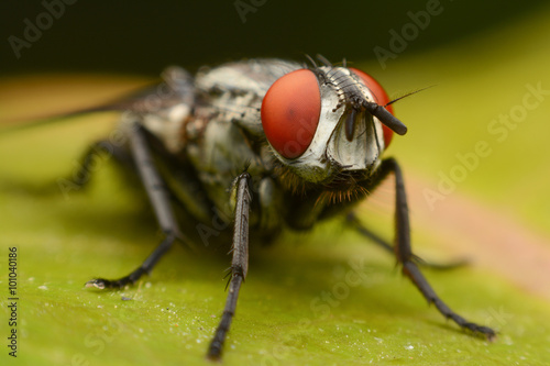 Close-up house fly on green leaf © bankerfotos