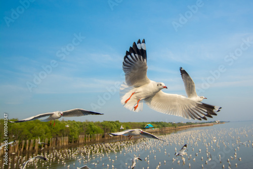 Seagull flying in the sky © bankerfotos