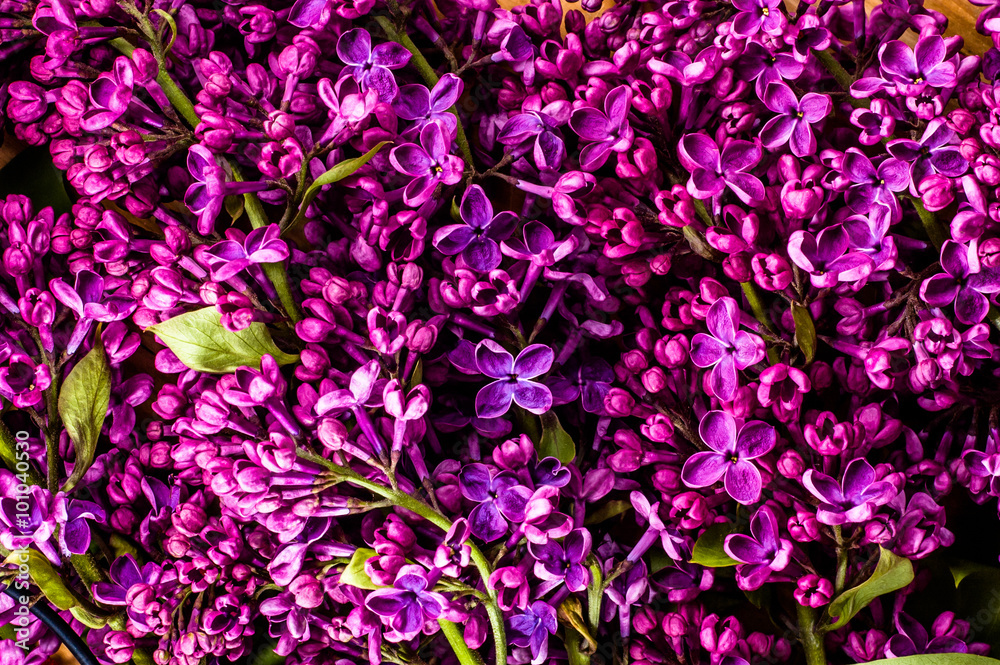 Lilac macro. Beautiful floral background. Lilac macro. Beautiful floral background.
