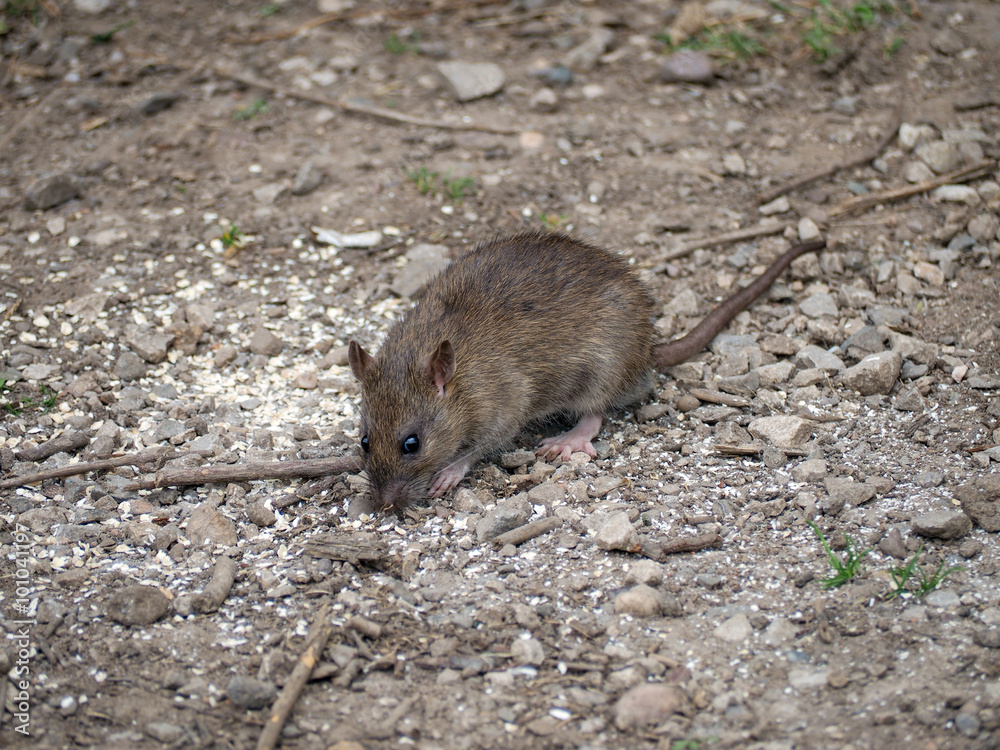 Rat Rat