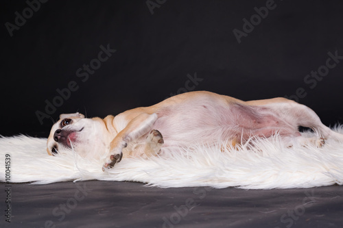 Entspannter Chihuahua