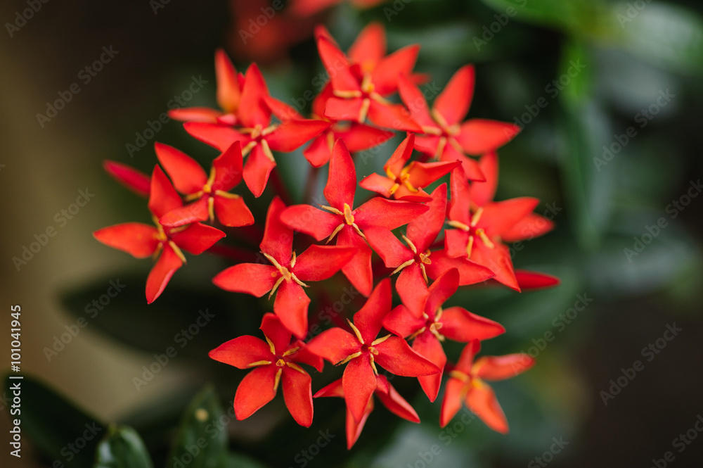 Beautiful Red Small Flowers Rubiaceae