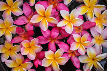 Keuken achterwand Frangipani Roze frangipani textuur close-up  © fesenko