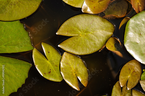 water lily leaf nature background