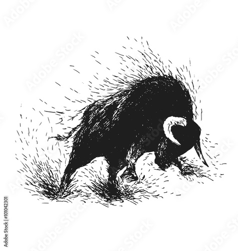 Hand drawing of a raging bull