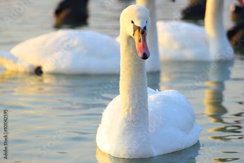 Fototapeta Naklejka Na Ścianę i Meble -  Elegant swan