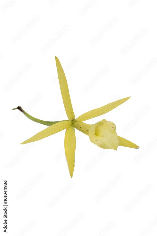 Fototapeta premium Close-up of beautiful Yellow Orchid flower isolated on white bac
