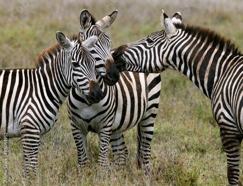 Three zebras stand together. Kenya. Tanzania. National Park. Serengeti. Maasai Mara. An excellent illustration.