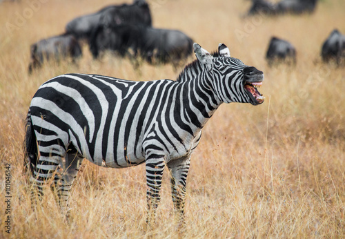 Zebra standing in the savannah and yawning. Kenya. Tanzania. National Park. Serengeti. Masai Mara. An excellent illustration.