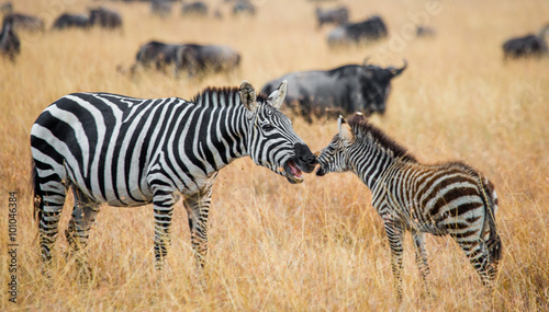 Zebra with a baby. Kenya. Tanzania. National Park. Serengeti. Maasai Mara. An excellent illustration.