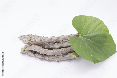 heart leaf moonseed  herb for healthy photo