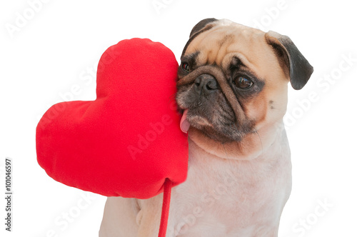 Happy Valentine s day. Lonely cute Pug isolated with heart on white background.