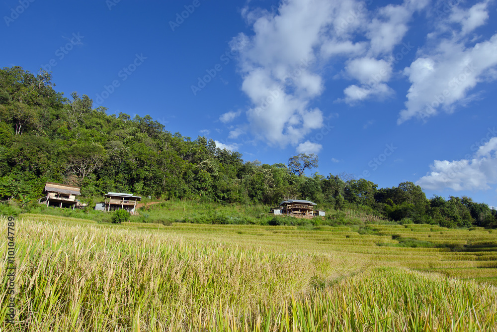 View of rice farm and cloudy blue sky by local people in mountai View of rice farm and cloudy blue sky by local people in mountai