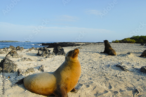 Sea Lion - Galapagos