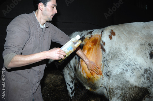 La césarienne chez la vache est une opération chirurgicale qui consiste à faire naitre le veau autrement que par le passage des voies naturelles de la mère.