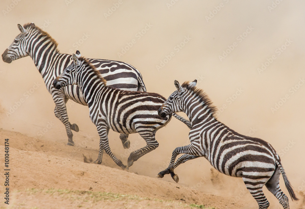 Zebras are running in the dust in motion. Kenya. Tanzania. National Park. Serengeti. Masai Mara. An excellent illustration. Zebras are running in the dust in motion. Kenya. Tanzania. National Park. Serengeti. Masai Mara. An excellent illustration.